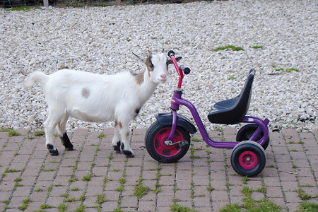 Ziege auf dem Gradlhof &ndash; (VGN &copy;&nbsp;VGN GmbH)