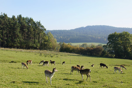 Rehgehege am Gradlhof &ndash; (VGN &copy;&nbsp;VGN GmbH)