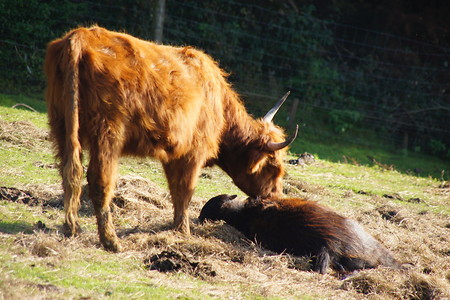 Schottisches Hochlandrind &ndash; (VGN &copy;&nbsp;VGN GmbH)