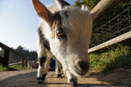 Junge Ziege &ndash; (VGN &copy;&nbsp;VGN GmbH)