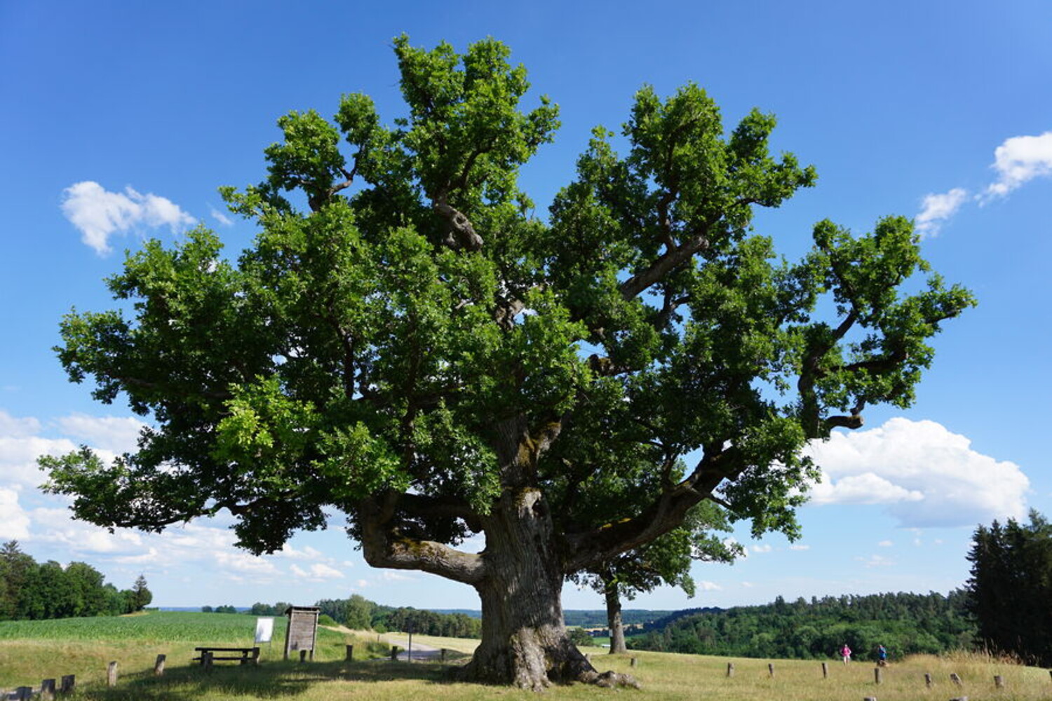 Kreuzeiche Lehrberg &ndash;  (&copy;&nbsp;Romantisches Franken)