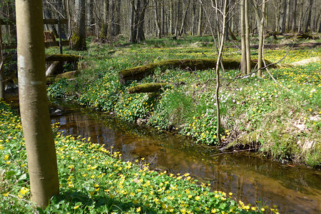 Sumpfdotterblumen &ndash; (24.05.2016, VGN &copy;&nbsp;VGN GmbH)