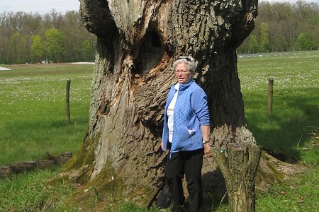 Alteiche &ndash; (24.05.2016, VGN &copy;&nbsp;VGN GmbH)