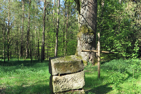 Im Reichswald &ndash; (24.05.2016, VGN &copy;&nbsp;VGN GmbH)