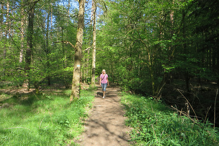 Im Sebalder Reichswald &ndash; (24.05.2016, VGN &copy;&nbsp;VGN GmbH)