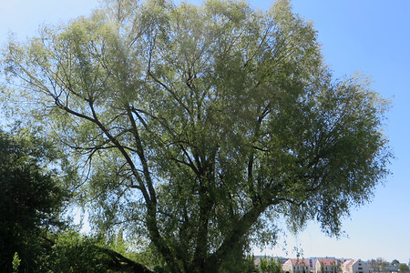 Kleinreuther Weide &ndash; (24.05.2016, VGN &copy;&nbsp;VGN GmbH)