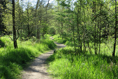 Waldpfad &ndash; (12.06.2016, VGN &copy;&nbsp;VGN GmbH)