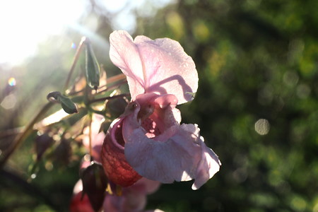 Blume &ndash; (04.09.2019, U. Buescher &copy;&nbsp;VGN GmbH)