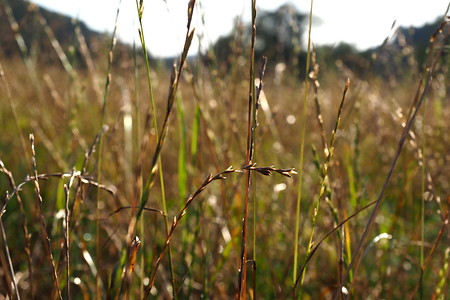 Hohes Gras &ndash; (04.09.2019, U. Buescher &copy;&nbsp;VGN GmbH)