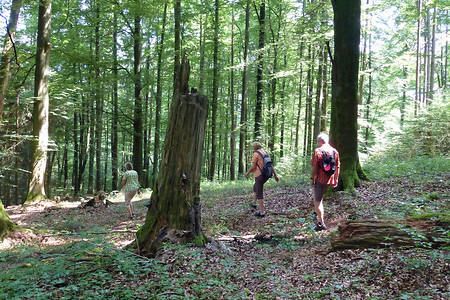 Wanderer im Wald &ndash; (03.07.2014, VGN &copy;&nbsp;VGN GmbH)