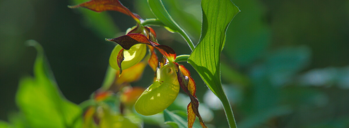 Besondere Pflanze - die Orchidee &ndash;  (24.05.2020, U. Buescher &copy;&nbsp;VGN GmbH)